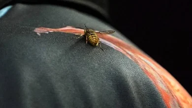 The Ally Pally Wasp makes its mark on another PDC World Championship