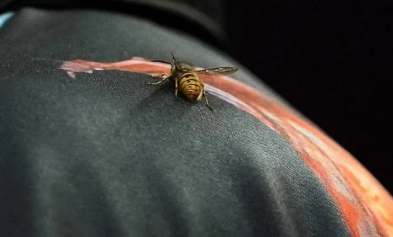 The Ally Pally Wasp makes its mark on another PDC World Championship