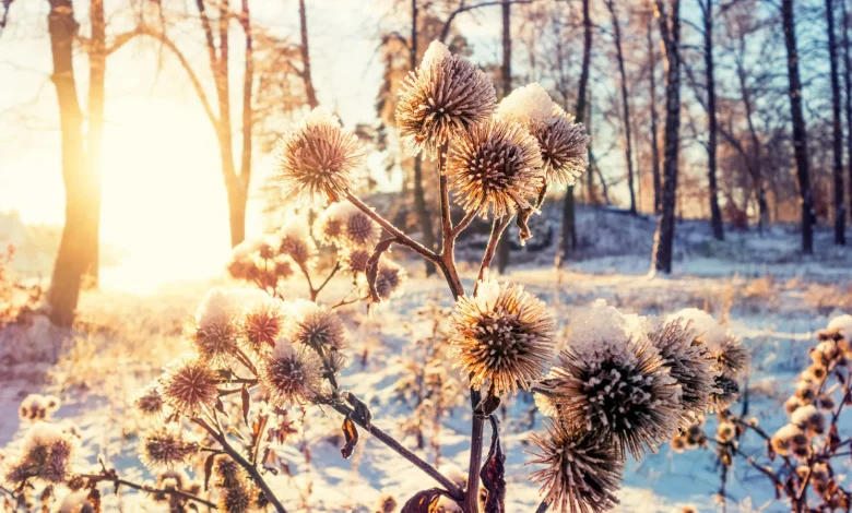 The Winter Solstice Is Quickly Approaching. Here's How It'll Impact Your Garden