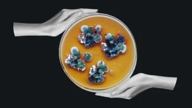 The mysterious black fungus from Chernobyl that may eat radiation