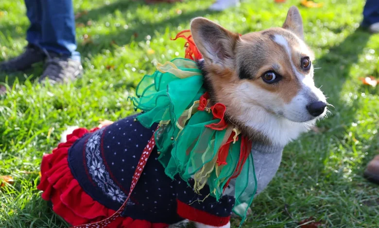 These 12 Beloved Christmas Songs Might Be Causing Your Pet Serious Stress