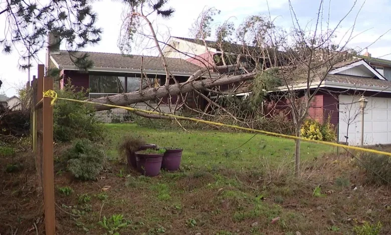 Tree falls onto house in Everett; Strong winds concern for western Washington Monday