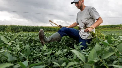 Trump announces $12bn package to aid farmers hurt by his tariffs