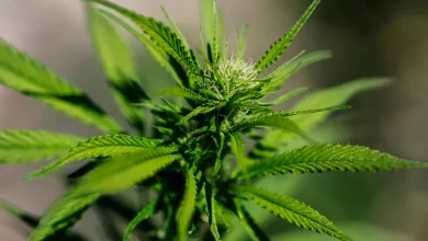 Trump signs executive order fast-tracking reclassification of marijuana