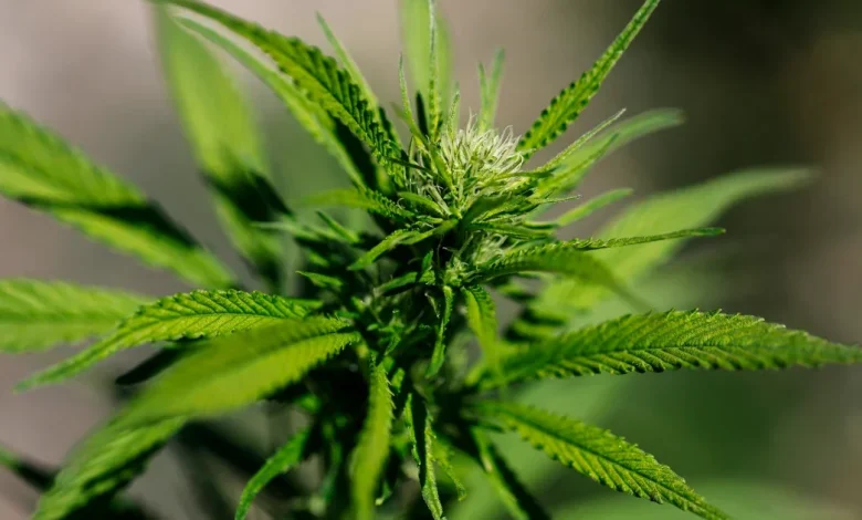 Trump signs executive order fast-tracking reclassification of marijuana