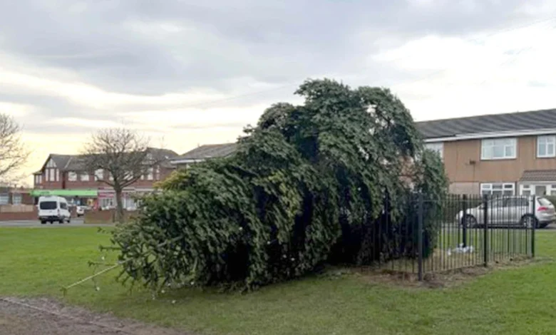 Two men arrested after Christmas tree cut down hours after lights switch-on
