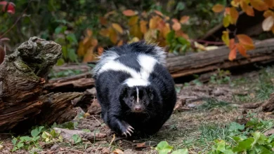 U.S. Man Dies of Rabies after Receiving Infected Kidney Transplant