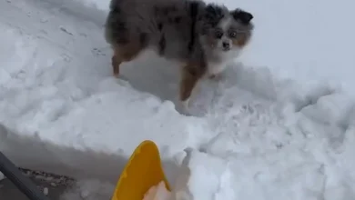 Video: Dog Is ‘Obsessed’ Playing With Snow Shovel