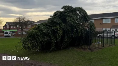 Villagers try to restore felled Shotton Colliery Christmas tree