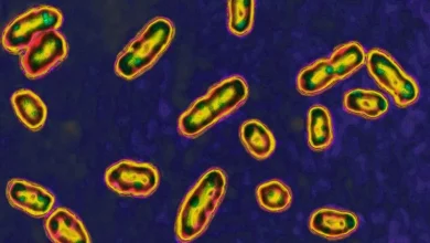 Volcanic eruption led to the Black Death, new research suggests