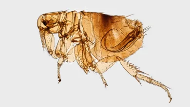 Volcanic eruption may have catalyzed the plague's arrival in Europe: study