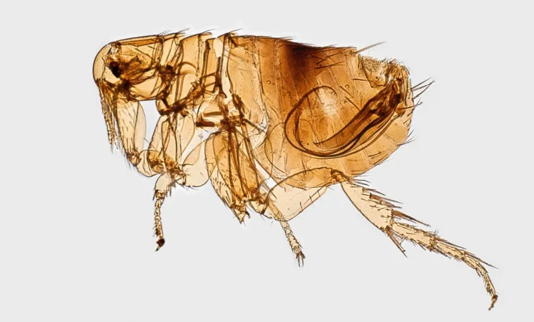 Volcanic eruption may have catalyzed the plague's arrival in Europe: study