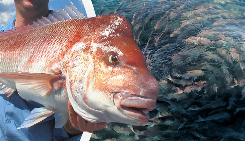 WA anglers hit with lengthy bans to save iconic species ‘on the verge of extinction’
