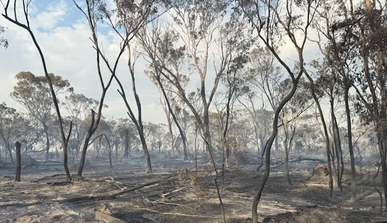 WA farmer dies in bushfire after tree falls on car