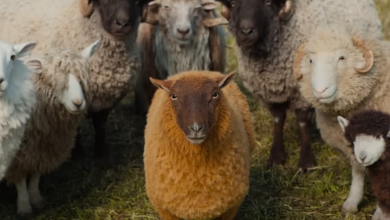 Wake Up, Sheeple, This Flock Is Solving a Murder Mystery