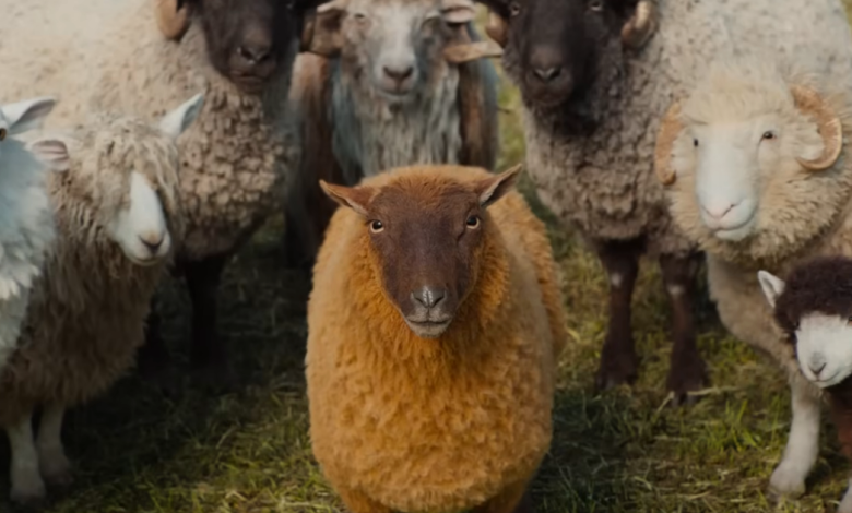 Wake Up, Sheeple, This Flock Is Solving a Murder Mystery