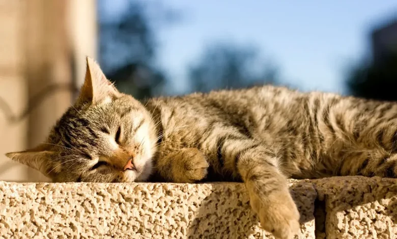 Warm and without precipitation: forecasters gave a weather forecast for December 5