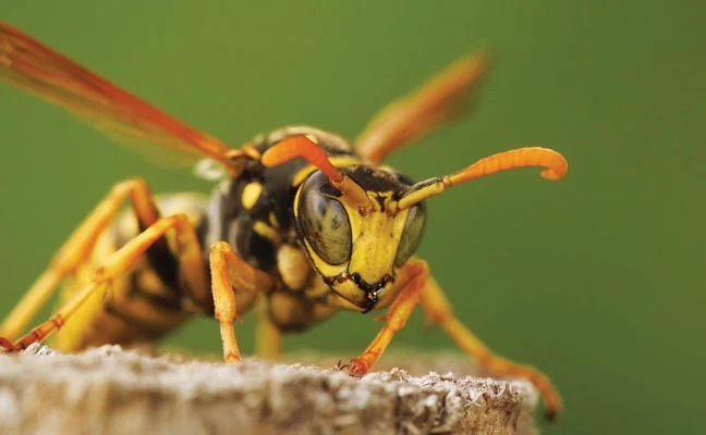 Wasps wreak havoc at World Darts Championship