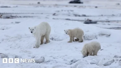 Watch: Mother polar bear seen interacting with adopted cub