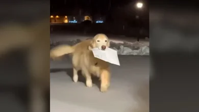 Watch golden retriever trot through snow to deliver family's mail
