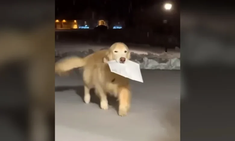 Watch golden retriever trot through snow to deliver family's mail