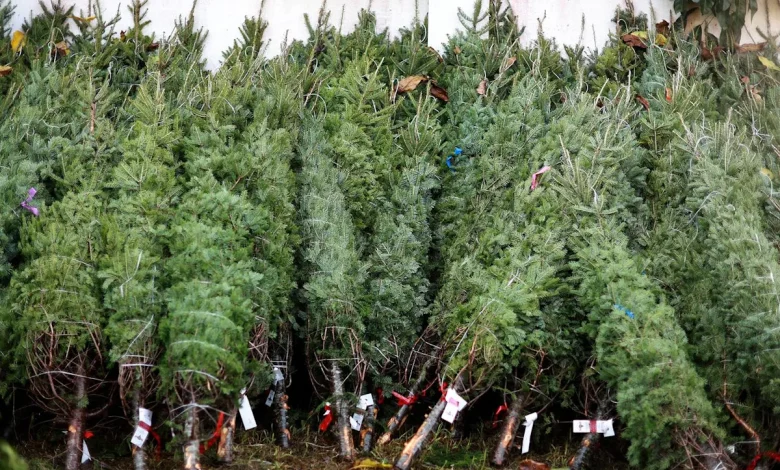 Waterloo's Christmas Tree Lab is trying to save a long-standing tradition from climate change