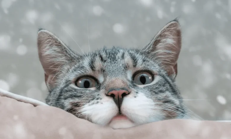 Weather forecast for Ukraine this week revealed