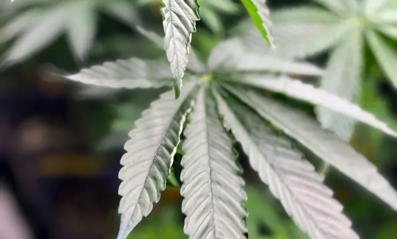 What to know about Trump's order seeking to relax federal drug policies for marijuana