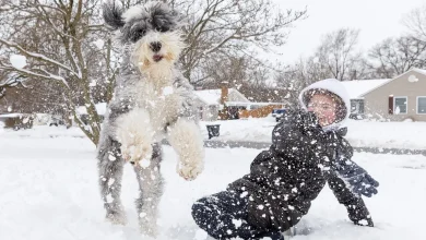 Which Stark County Schools are having a snow day?