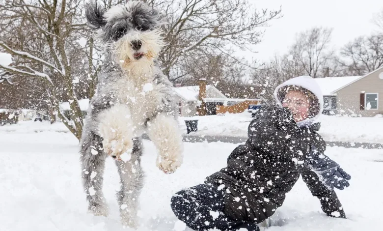 Which Stark County Schools are having a snow day?