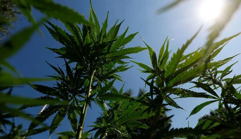 White House is considering reclassifying marijuana to ease restrictions on the drug