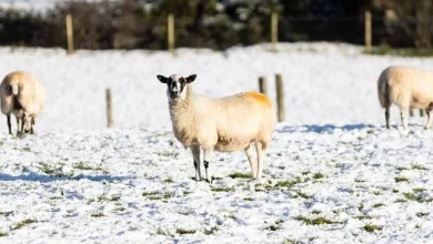 Will Northern Ireland have a white Christmas? And why the notion became such a common theme after ‘little ice age’