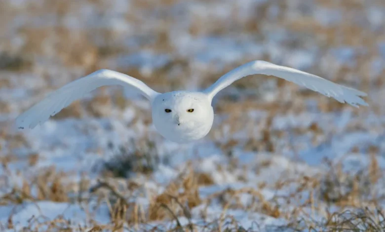Will snowy owls keep flying south for winter?