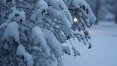 Wintry weather returns to the Capital Region with snow intensifying in northern areas