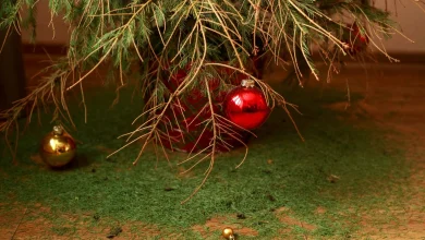 Xmas trees could be left bare before the big day after summer's dry conditions