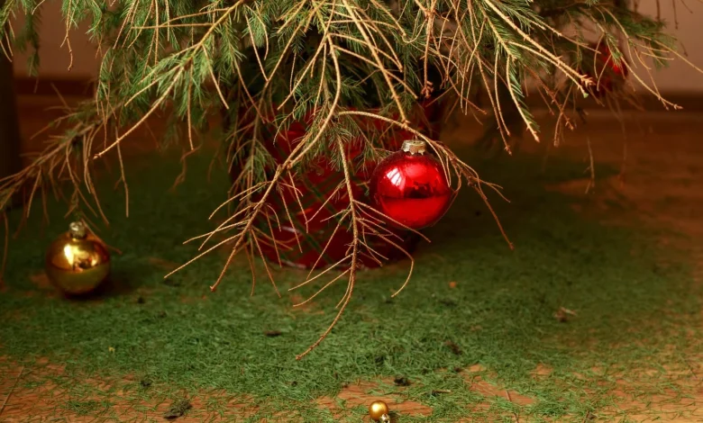 Xmas trees could be left bare before the big day after summer's dry conditions