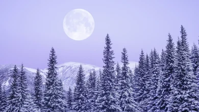 ‘Strap In for a Wild Ride!’ Your December Full Moon Horoscope Promises Major Relationship Shifts Today