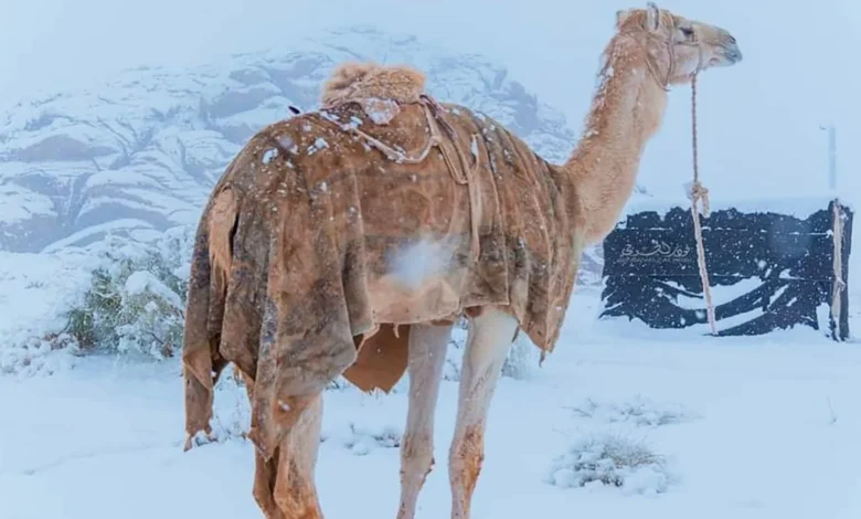 沙烏地阿拉伯下雪了！沙漠被厚雪覆蓋 驚人奇景曝光